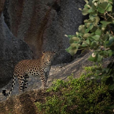 Jawai Leopard Villa Bijapur  Eksteriør billede