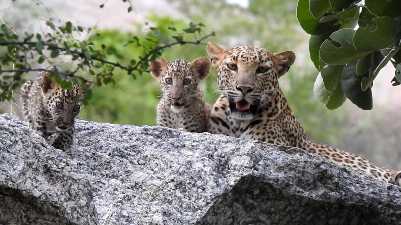 Jawai Leopard Villa Bijapur  Eksteriør billede