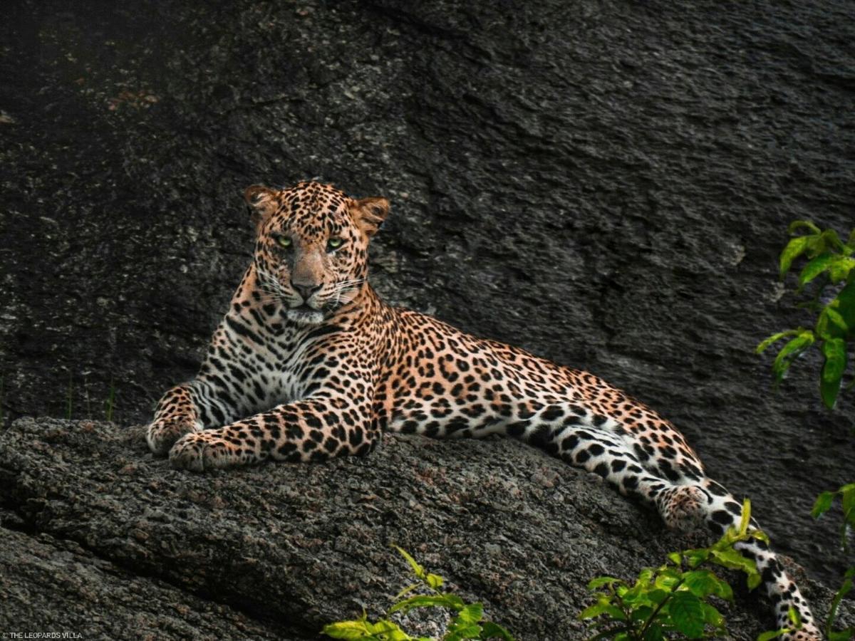 Jawai Leopard Villa Bijapur  Eksteriør billede