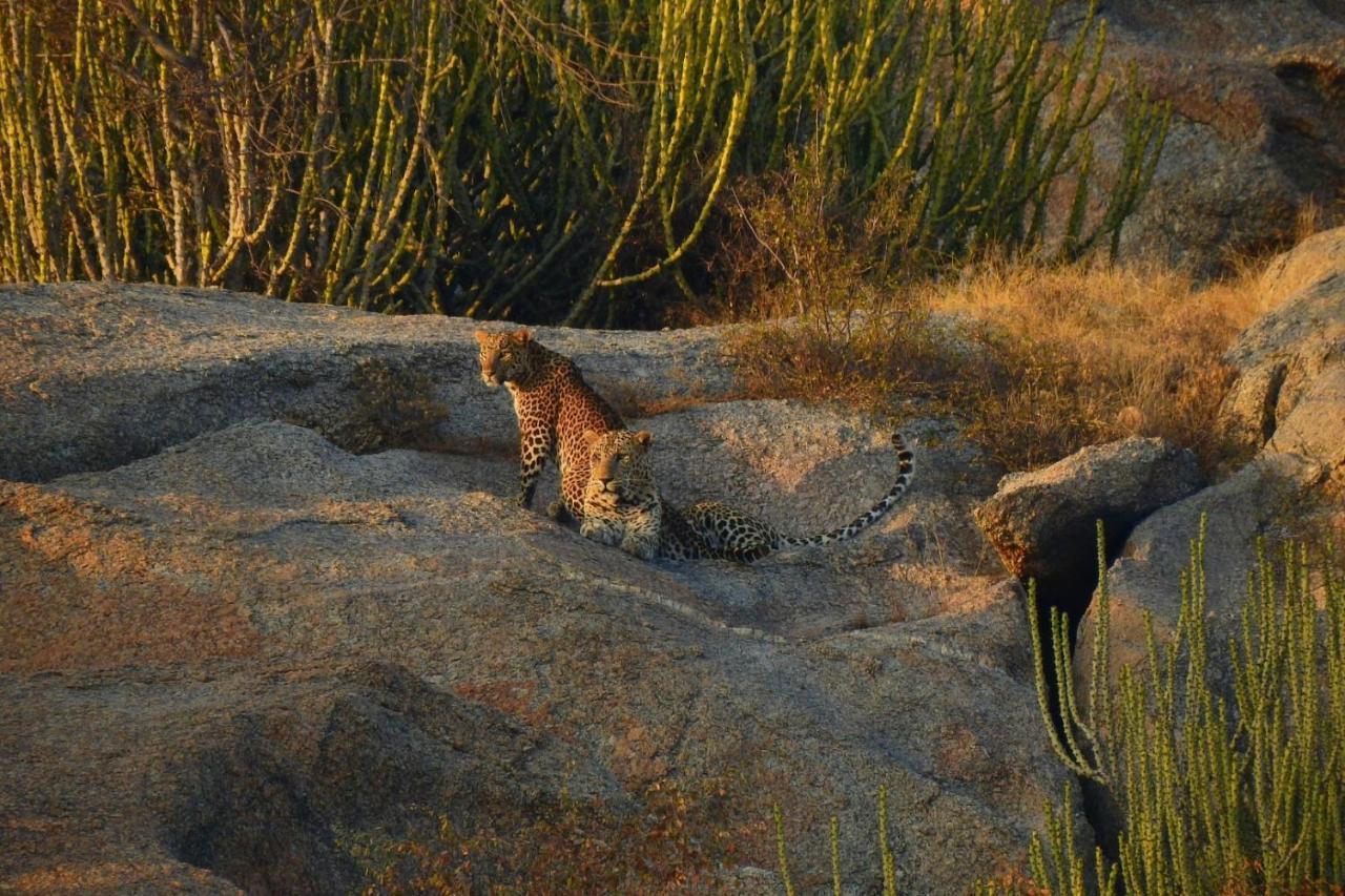 Jawai Leopard Villa Bijapur  Eksteriør billede
