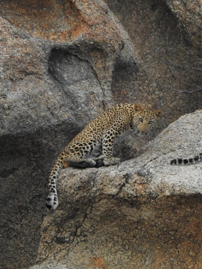 Jawai Leopard Villa Bijapur  Eksteriør billede