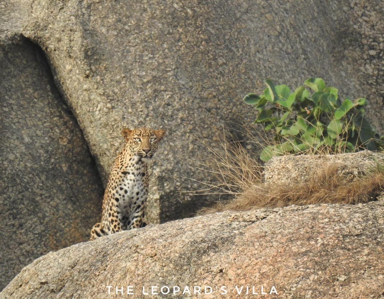 Jawai Leopard Villa Bijapur  Eksteriør billede