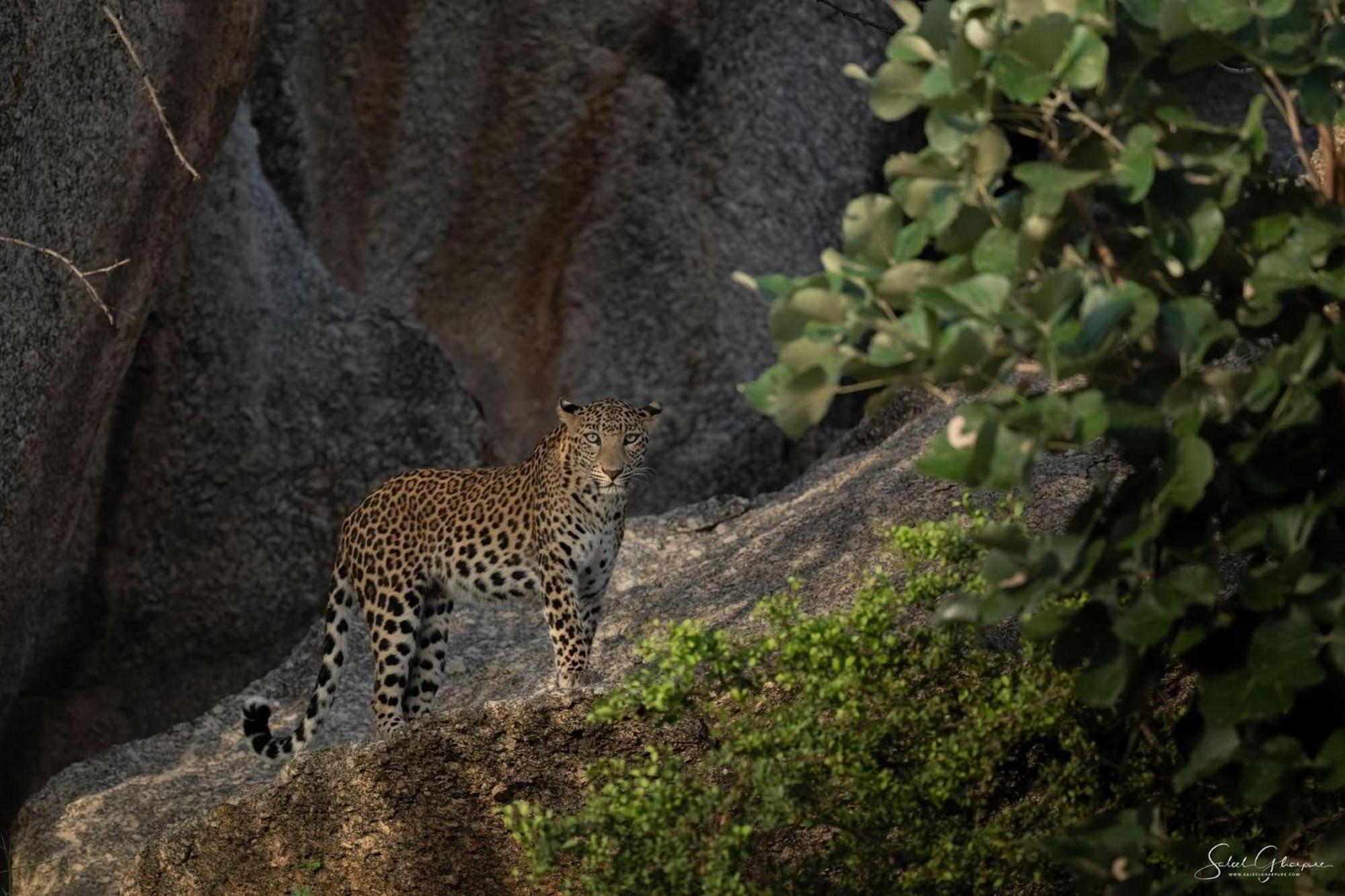 Jawai Leopard Villa Bijapur  Eksteriør billede