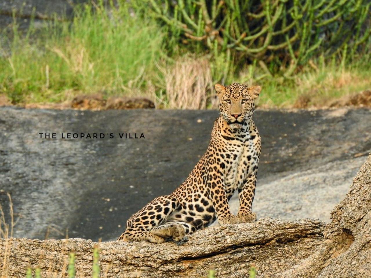 Jawai Leopard Villa Bijapur  Eksteriør billede