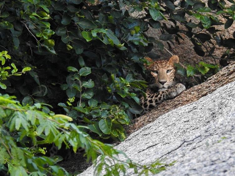 Jawai Leopard Villa Bijapur  Eksteriør billede
