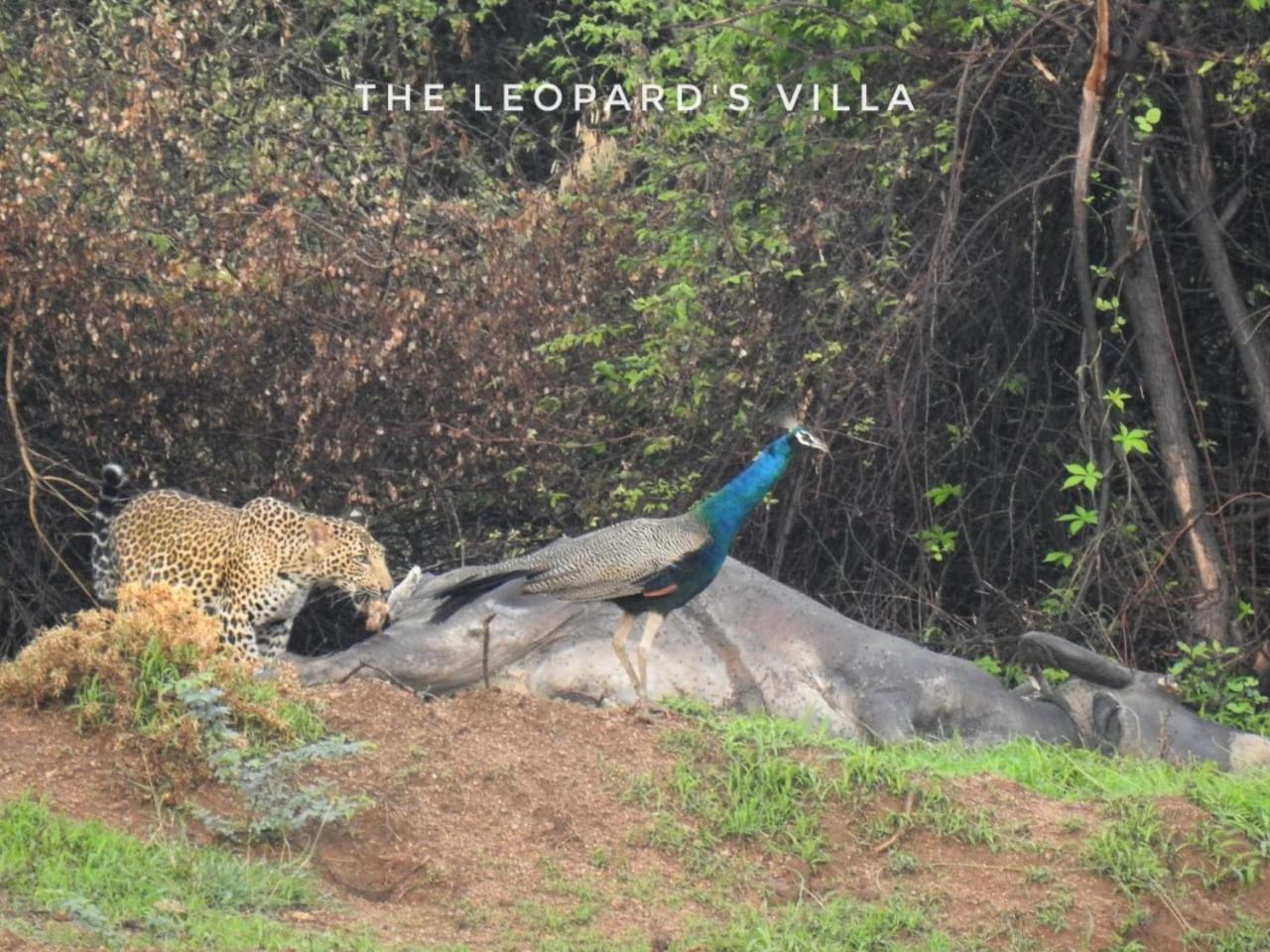 Jawai Leopard Villa Bijapur  Eksteriør billede